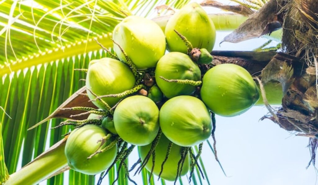 coconut से रोज 500 रुपये कमाएं 